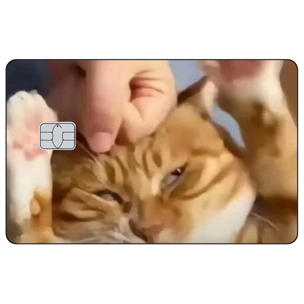 Simpatico gatto Meme Adesivi p - Badminton Meme recensione e prezzo